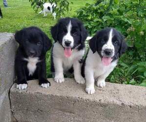 Great Pyrenees-Newfoundland Mix Puppy for sale in BELLE PLAINE, IA, USA