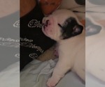 Small #8 English Bulldog