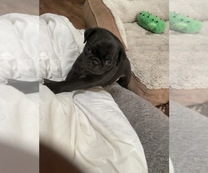 Pug Puppy for sale in CENTENNIAL, CO, USA