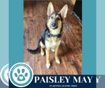 Small #4 Collie-German Shepherd Dog Mix