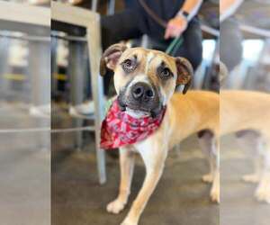 Acorn - Male Mutt Dog for Adoption - Photo #8