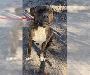 Boxer-Unknown Mix Dogs for adoption in St. Cloud, FL, USA