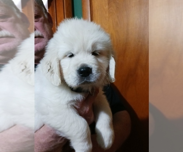 Medium Photo #15 English Cream Golden Retriever Puppy For Sale in NORTHWOOD, OH, USA