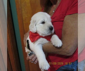 English Cream Golden Retriever Puppy for sale in NORTHWOOD, OH, USA