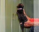 Small #1 Presa Canario