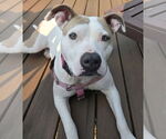 Small #7 American Pit Bull Terrier Mix
