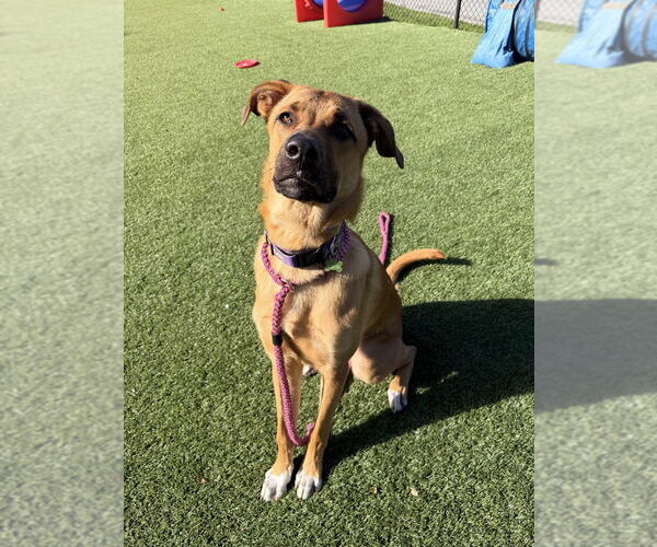 Medium Photo #5 Mutt Puppy For Sale in Salinas, CA, USA