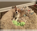 Small #3 Pembroke Welsh Corgi