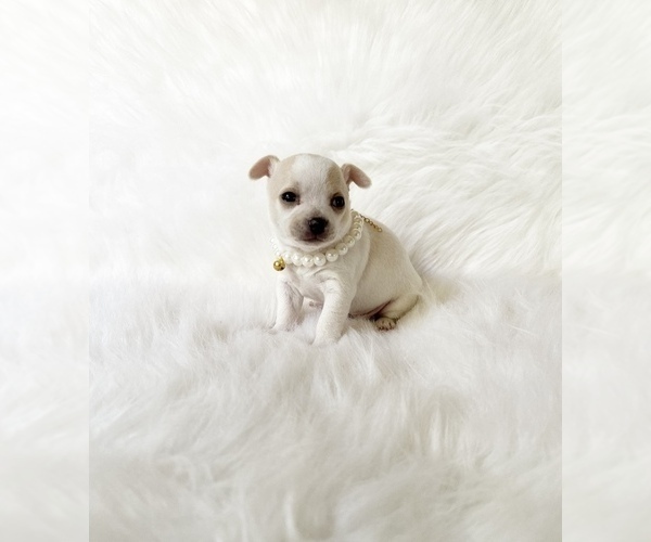 Medium Photo #2 Chihuahua Puppy For Sale in SACRAMENTO, CA, USA