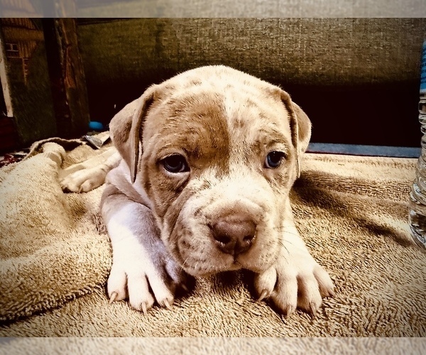 Medium Photo #9 American Bully Puppy For Sale in GROVE CITY, MN, USA
