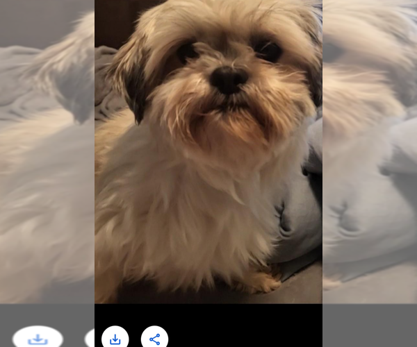 Medium Photo #2 Shih Tzu Puppy For Sale in Sioux Falls, SD, USA