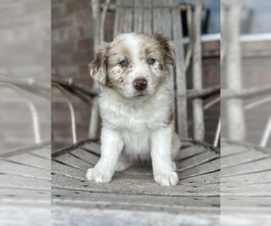 Australian Shepherd Puppy for sale in WARSAW, MO, USA