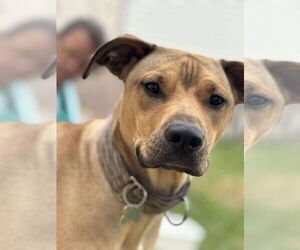 Doberman Pinscher-Unknown Mix Dogs for adoption in Oro Medonte, Ontario, Canada