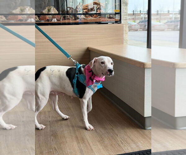 Medium Photo #3 Mutt Puppy For Sale in Plainfield, IL, USA