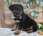 Small Photo #4 German Shepherd Dog Puppy For Sale in HONEY BROOK, PA, USA
