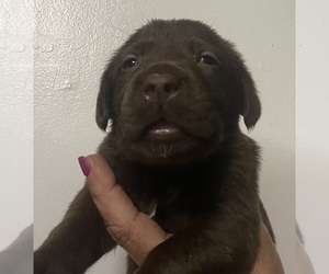 Labrador Retriever Puppy for sale in OSYKA, MS, USA