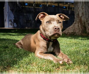 American Pit Bull Terrier-Unknown Mix Dogs for adoption in phoenix, AZ, USA