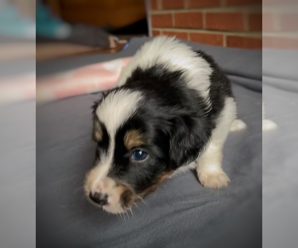 Medium Photo #20 Border Collie-Papillon Mix Puppy For Sale in CULPEPER, VA, USA