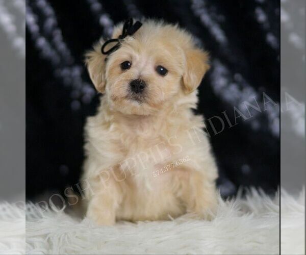 Medium Photo #12 Maltipoo (Miniature) Puppy For Sale in WARSAW, IN, USA