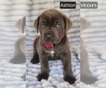 Small #2 Cane Corso