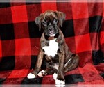 Small Photo #16 Boxer Puppy For Sale in CHILHOWEE, MO, USA