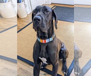 Great Dane Dogs for adoption in COLUMBIA, MD, USA