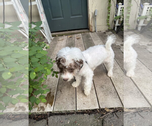 Medium Photo #2 Shih Tzu Puppy For Sale in Wheaton, IL, USA