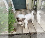 Small #1 Shih Tzu