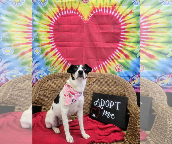 Medium Photo #3 Mutt Puppy For Sale in Rockaway, NJ, USA
