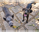 Small #1 Labrador Retriever Mix