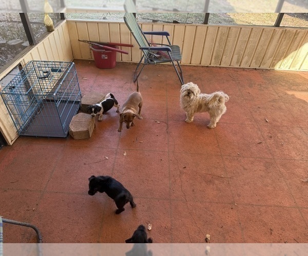 Medium Photo #46 Schweenie Puppy For Sale in DOTHAN, AL, USA