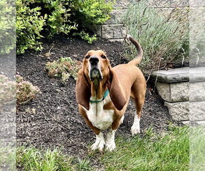 Basset Hound Dogs for adoption in Brookville, OH, USA
