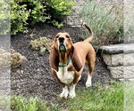 Small Photo #1  Puppy For Sale in , 