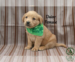 Small #2 Golden Labrador