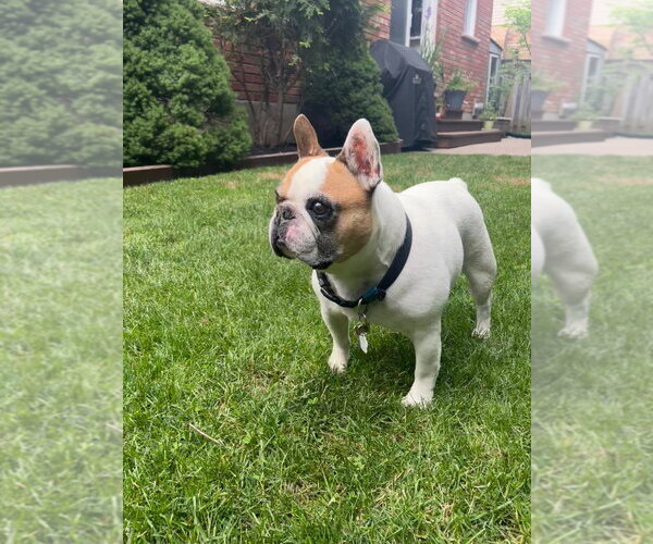 Medium Photo #5 French Bulldog Puppy For Sale in Brights Grove, Ontario, Canada