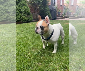 Leo - Male French Bulldog Dog for Adoption - Photo #5