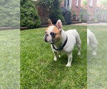 Small #4 French Bulldog