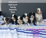 Puppy Females Bernedoodle