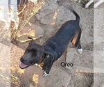 Small American Pit Bull Terrier Mix