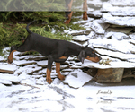 Small Photo #22 Doberman Pinscher Puppy For Sale in Moscow, Moscow, Russia