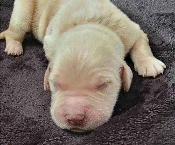 Medium Photo #2 Golden Retriever Puppy For Sale in SPARTA, NC, USA