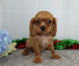 Cavalier King Charles Spaniel Puppy for sale in APPLE CREEK, OH, USA