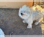 Small #1 Maltese Mix