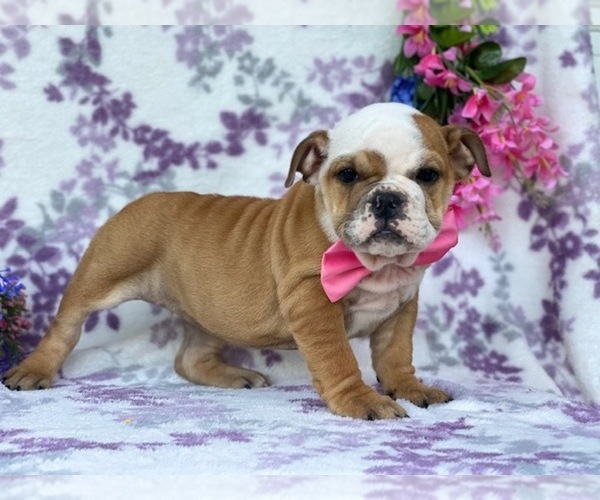 Medium Photo #5 English Bulldog Puppy For Sale in HONEY BROOK, PA, USA