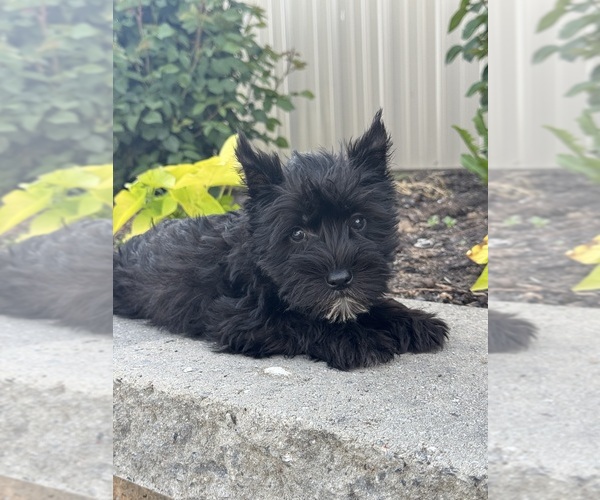 Medium Photo #4 Schnauzer (Miniature) Puppy For Sale in CANOGA, NY, USA