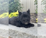 Small #3 Schnauzer (Miniature)
