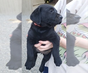 Labrador Retriever Puppy for sale in OLYMPIA, WA, USA