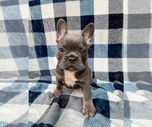 French Bulldog Puppy for sale in FERNDALE, WA, USA