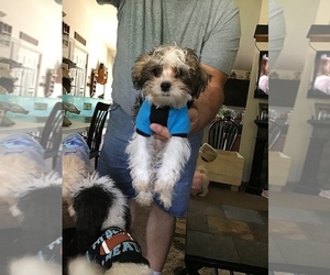 Schnau-Tzu Puppy for sale in WRIGHT CITY, MO, USA