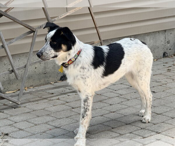 Medium Photo #2 Border Collie-Unknown Mix Puppy For Sale in Sandy, UT, USA